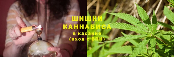сатива Новокубанск